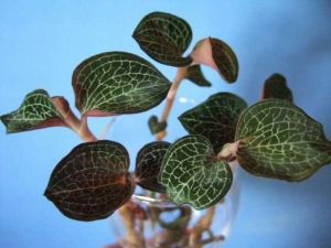 �������Ĺ�Ч������