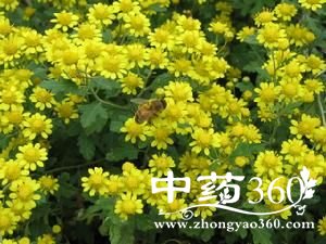 <a href='https://m.zhongyao360.com/z/yejuhua/'>Ұջ</a>