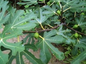 �޻���Ҷ�Ĺ�Ч������