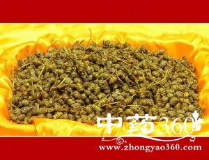 ɽ<a href='https://www.zhongyao360.com/z/shihu/' target='_blank'>ʯ</a>ĹЧ