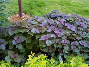 ����Ҷ�Ĺ�Ч������