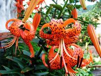 �����Ĺ�Ч������