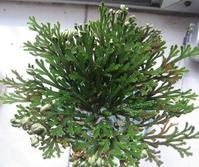 ���صĹ�Ч������