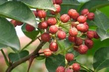 �����Ĺ�Ч