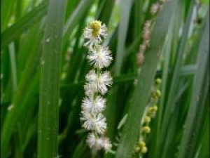 ������Ĺ�Ч