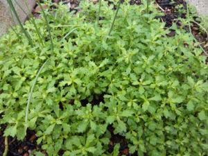 �첻ʳ�ݵĹ�Ч������