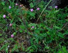 һ���Ĺ�Ч������