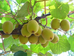 ����֮��⨺��ҵ�Ӫ����ֵ