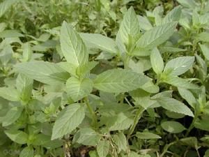 �����͵Ĺ�Ч������