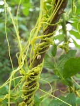 ��˿�ӵĹ�Ч������