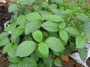 ���۲ݵĹ�Ч������