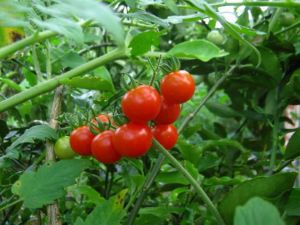 ���ѵ�Ӫ����ֵ