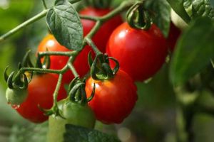 �߹���Ӫ����ֵ