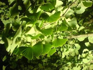 ����Ҷ�Ĺ�Ч������