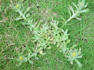 �����ݵĹ�Ч������