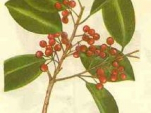 �ȱ�Ӧ�Ĺ�Ч������