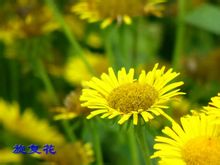 �������Ĺ�Ч������