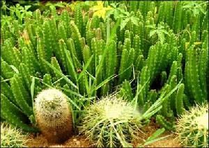 �����ƵĹ�Ч������