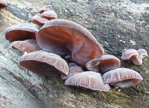 ľ���Ĺ�Ч������