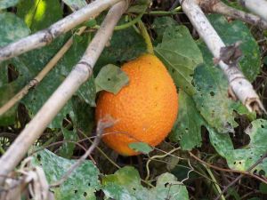 ľ����Ĺ�Ч������