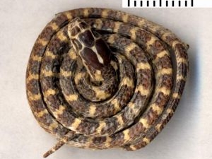 �׻��ߵĹ�Ч������