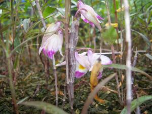 ʯ�����Ĺ�Ч������