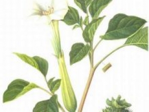 ��𻨵Ĺ�Ч������