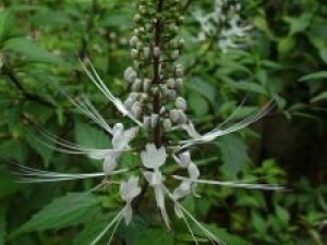 è��ݵĹ�Ч������