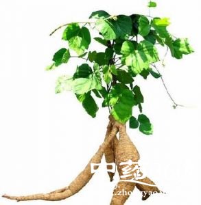 <a href='https://www.zhongyao360.com/z/gegen/' target='_blank'></a>