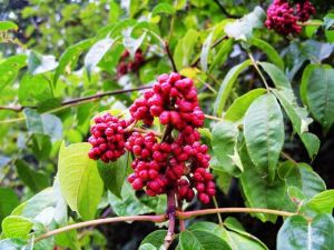 �屶�ӵĹ�Ч������