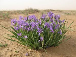 �����Ĺ�Ч������