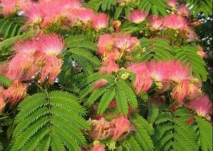 �ϻ��Ĺ�Ч������