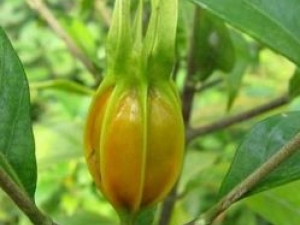 ɽ�ٵĹ�Ч������