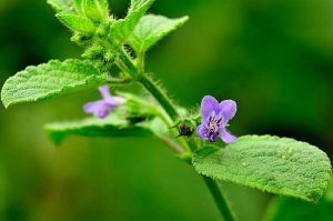 ɽ��Ĺ�Ч������