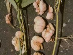 ��ƵĹ�Ч������