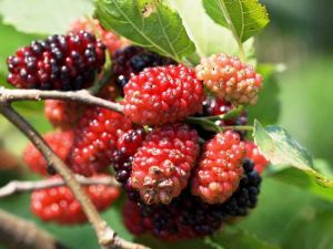 ɣ�صĹ�Ч������