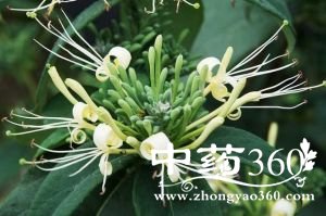 银花的功效与作用