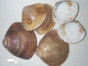 ��ǵĹ�Ч������