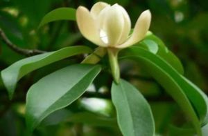 ľ���Ĺ�Ч������