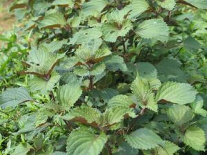 ���յĹ�Ч������