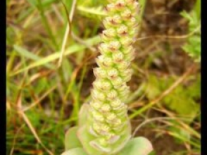 ���ɵĹ�Ч������