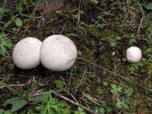 �����Ĺ�Ч������