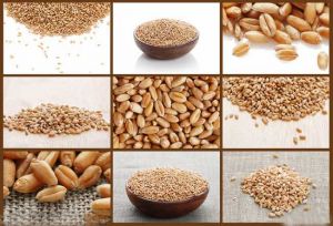 С��Ĺ�Ч������