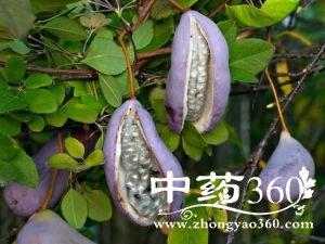 <a href='https://m.zhongyao360.com/z/mutong/'>ľͨ</a>ĹЧ