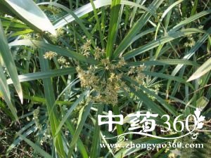 莎草的功效与作用