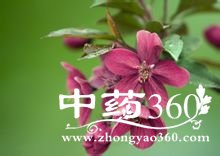 <a href='https://www.zhongyao360.com/z/dingxiang/' target='_blank'></a>