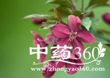 <a href='https://www.zhongyao360.com/z/dingxiang/' target='_blank'>丁香</a>