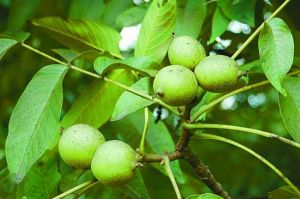 ���ҵĹ�Ч������