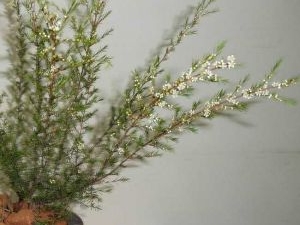 ���ɵĹ�Ч������