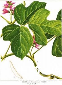 <a href='https://www.zhongyao360.com/z/gegen/' target='_blank'>���</a>���Ĺ�Ч������